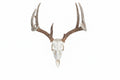 Skull Hanger Wall Mount-M2