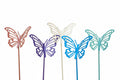 Butterfly Stakes
